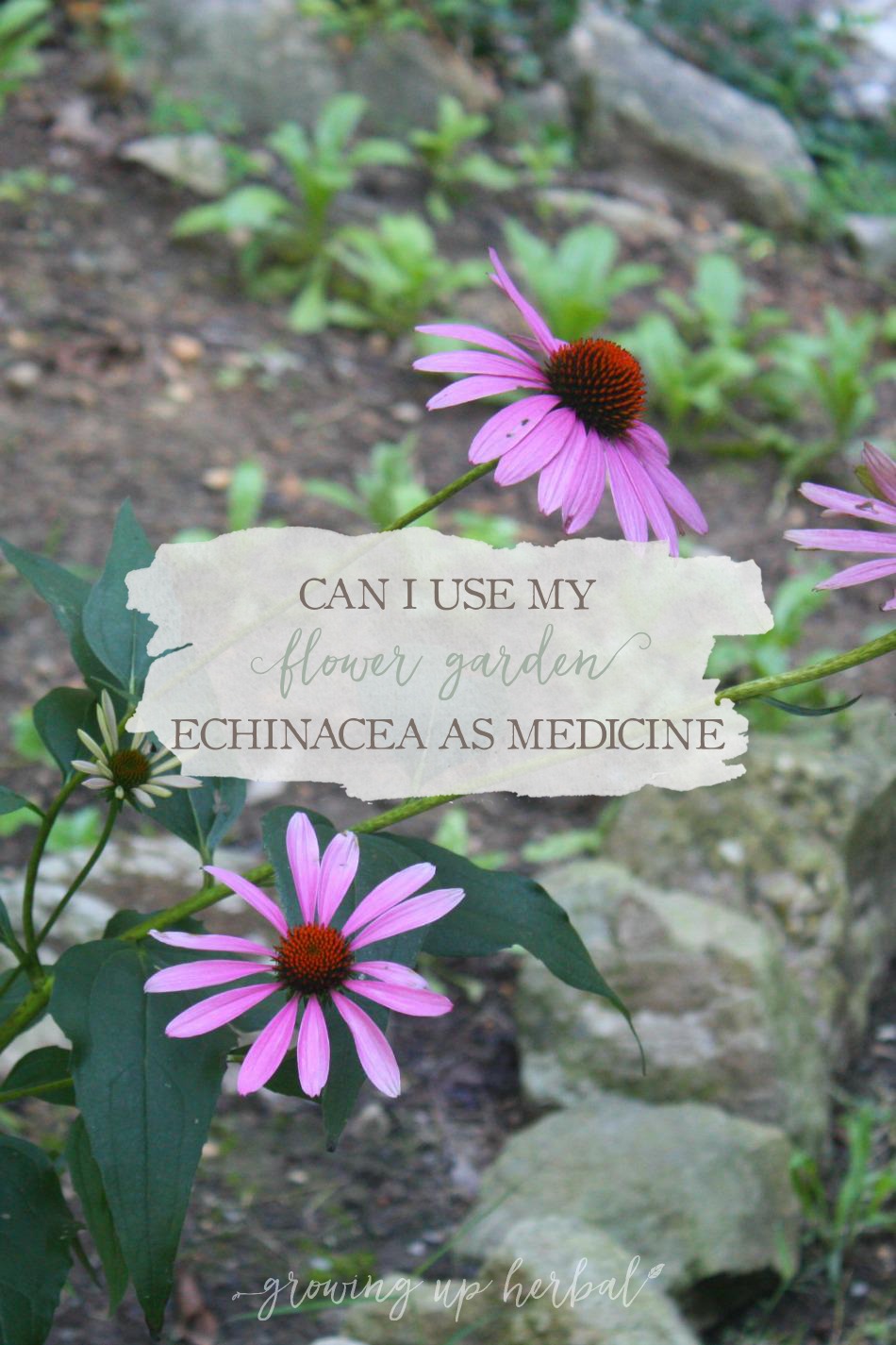 Can I Use My Flower Garden Echinacea For Medicine?