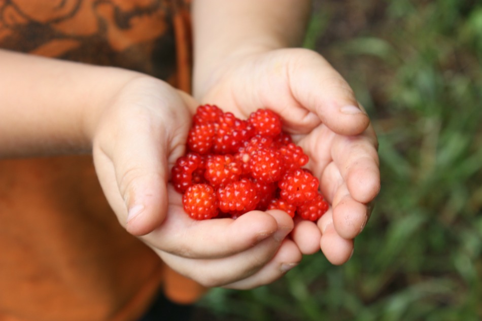 The Berry Patch | Growing Up Herbal | The boys are off on an adventure to a secret berry patch. Plus, learn why raspberries are so healthy for you!