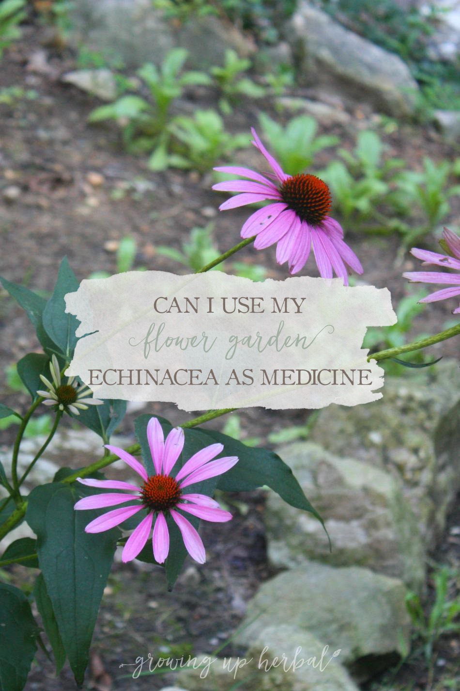 Can I Use My Flower Garden Echinacea For Medicine? | Growing Up Herbal | Ever wondered if the echinacea growing in your flower garden can be used medicinally?