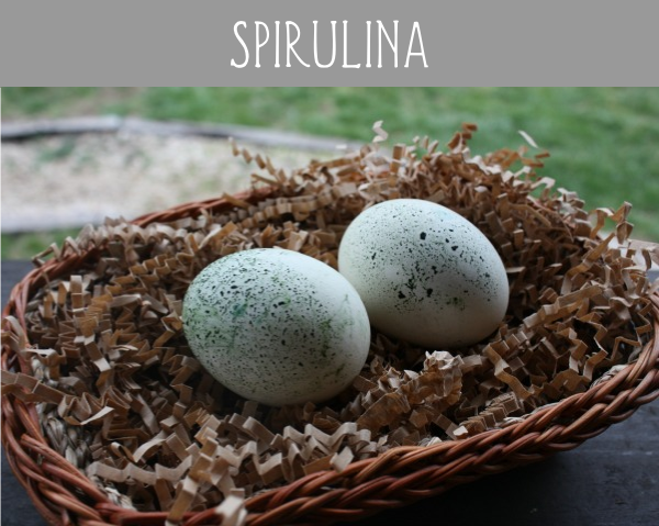 spirulina eggs