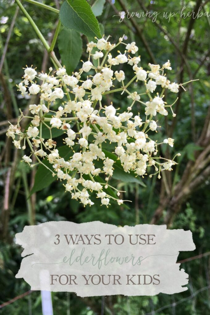 3 Ways To Use Elder Flower For Your Kids | Growing Up Herbal | Here are 3 ways you can use gentle, effective elderflowers with your little ones!