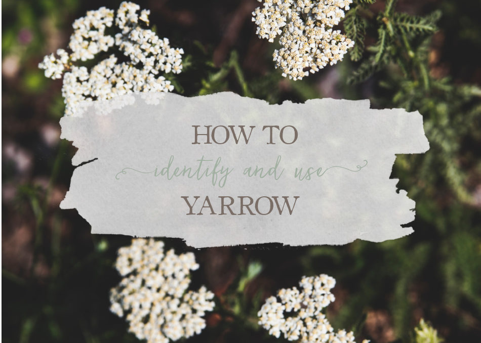 Learn how to identify Queen Anne's Lace, then play with it in the kitchen.