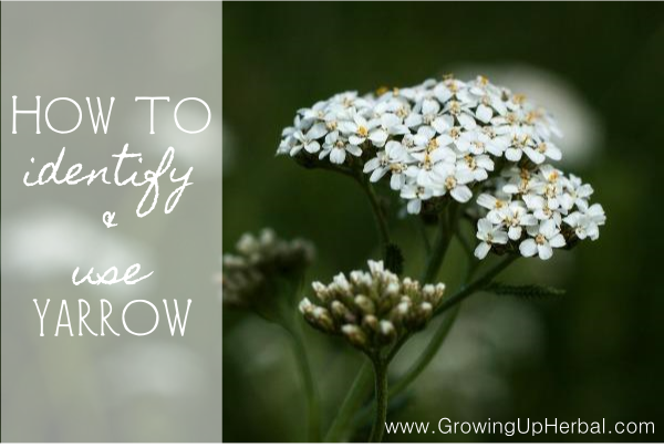 How To Identify & Use Yarrow - www.GrowingUpHerbal.com