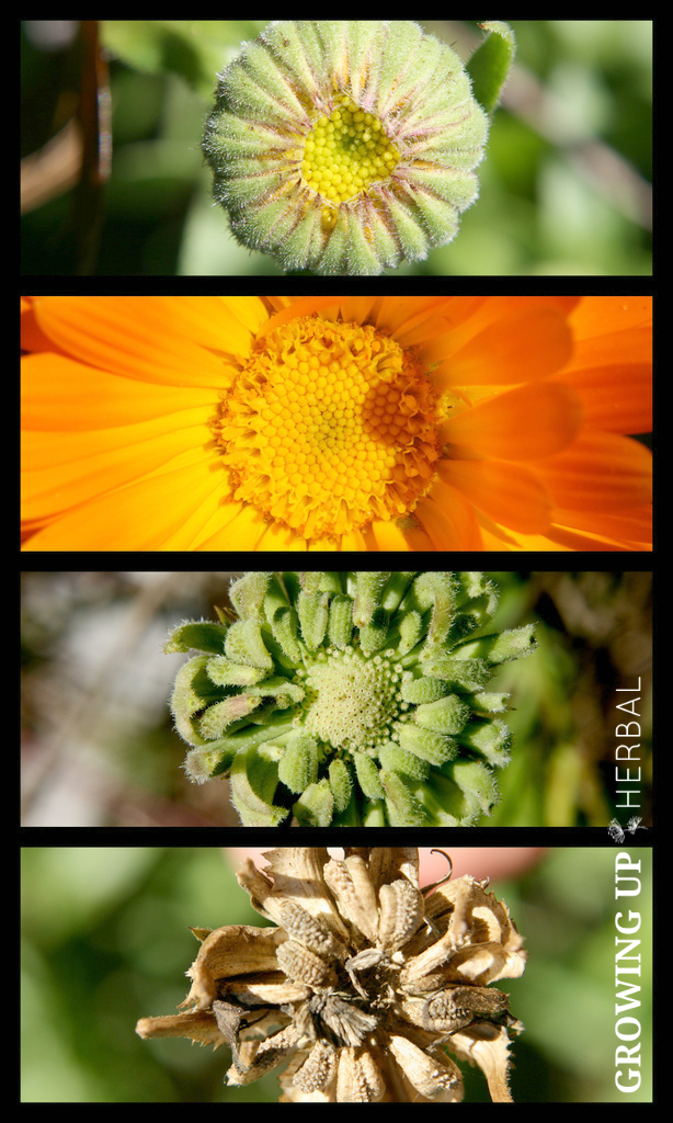 Learning Herbs: June Herb Challenge – Bonus Lesson | GrowingUpHerbal.com | Calendula Essential Growing, Cultivating, & Harvesting Calendula