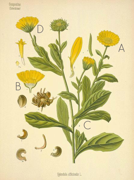 Learning Herbs: June Herb Challenge – Bonus Lesson | GrowingUpHerbal.com | Calendula Essential Growing, Cultivating, & Harvesting Calendula