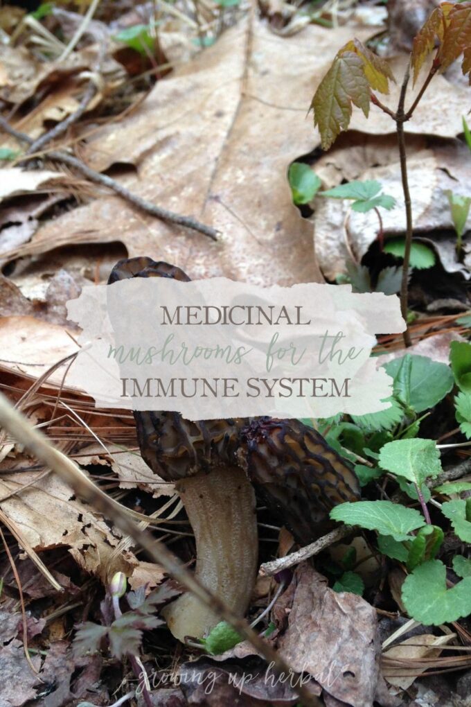 Medicinal Mushrooms for the Immune System Growing Up Herbal