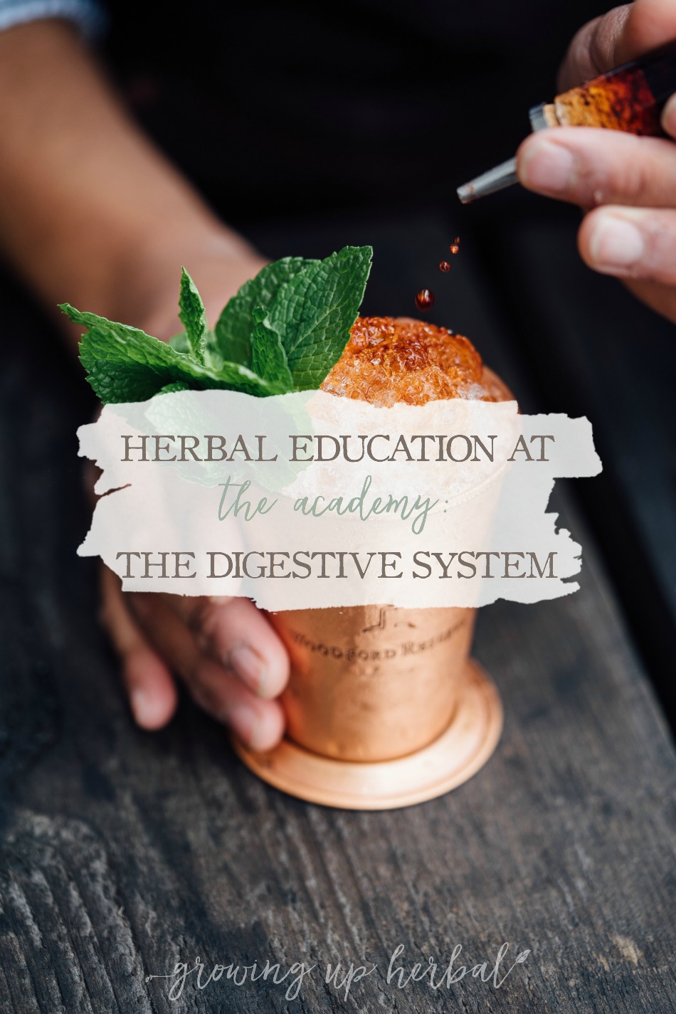Herbal Education At The Academy: The Digestive System | Growing Up Herbal | Interested in going to herbal school? Here's a sneak peek at the Herbal Academy's Intermediate herbal course!