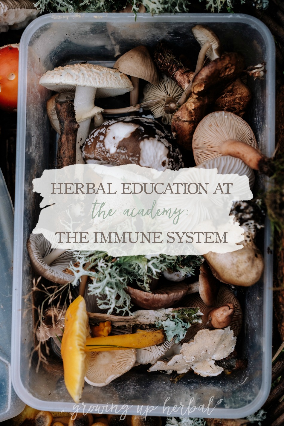 Herbal Education At The Academy: The Immune System | Growing Up Herbal | Interested in going to herbal school? Here's a sneak peek at the Herbal Academy's Intermediate herbal course!