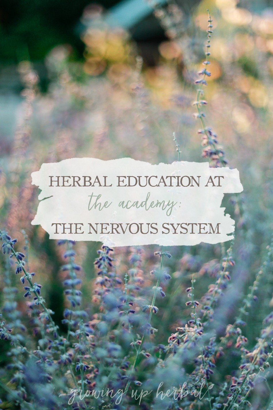 Herbal Education At The Academy: The Nervous System | Growing Up Herbal | Interested in going to herbal school? Here's a sneak peek at the Herbal Academy's Intermediate herbal course!