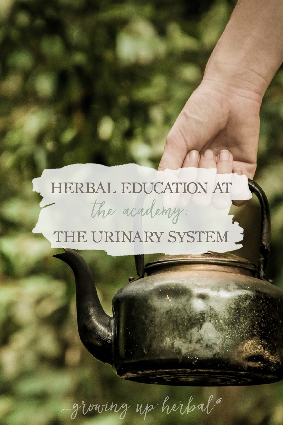 Herbal Education At The Academy: The Urinary System | Growing Up Herbal | Interested in going to herbal school? Here's a sneak peek at the Herbal Academy's Intermediate herbal course!