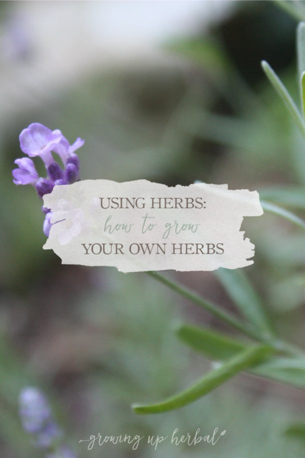 Using Herbs How To Grow Your Own Herbs Growing Up Herbal