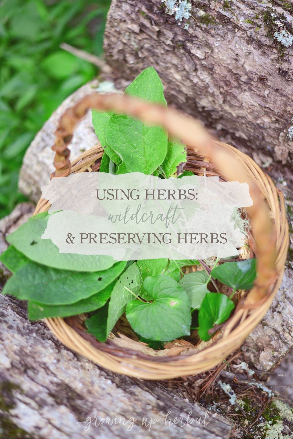 Wildcrafting & Preserving Herbs | GrowingUpHerbal.com | Learn how to forage and preserve your own herbs from the wild.