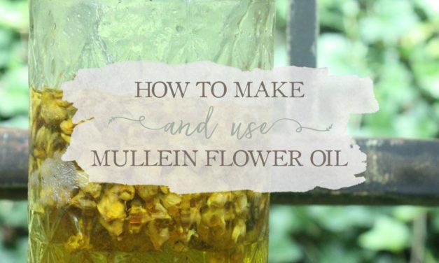 How To Make And Use Mullein Flower Oil | Growing Up Herbal | Mullein flower oil is a great oil to keep on hand as it can be used in many ways for your family's wellness.