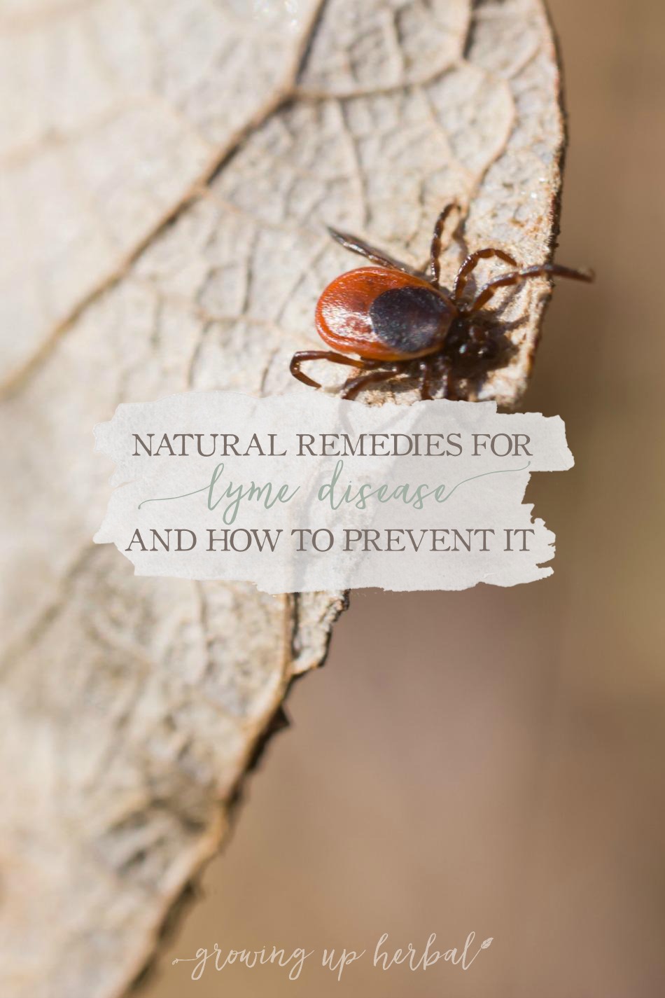 Natural Remedies For Lyme Disease and How To Prevent It | Growing Up Herbal | Concerned about ticks and Lyme disease? Here are some natural remedies and prevention tips to keep your little ones safe this summer.