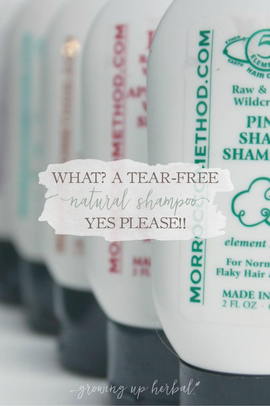 What? A Tear-Free Natural Shampoo? Yes Please! | Growing Up Herbal | Are you looking for a tear-free natural shampoo for your kids? Today I'm sharing a funny story that involves guinea pigs, tears, and what I found that finally works for us.