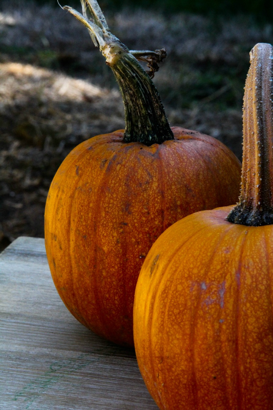 How To Make All Natural Pumpkin Butter | Growing Up Herbal | Pumpkins mean fall has officially arrived. Grab a kid and make some delicious, all natural pumpkin butter today!