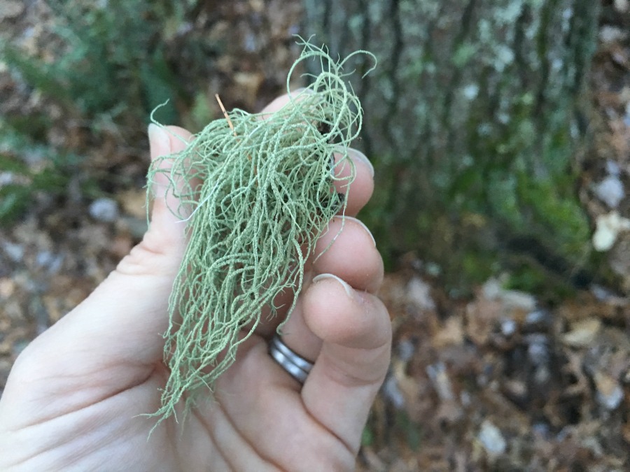 How To Make An Usnea Tincture (And How Not To) | Growing Up Herbal | Learn how to make an usnea tincture the right way and the wrong way.