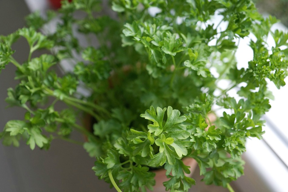 10 Culinary Herbs To Grow In Containers (+ 100 Ways To Use Them) | Growing Up Herbal | 10 herbs to grow in containers and use in your homemade food, skincare, and medicinal products.