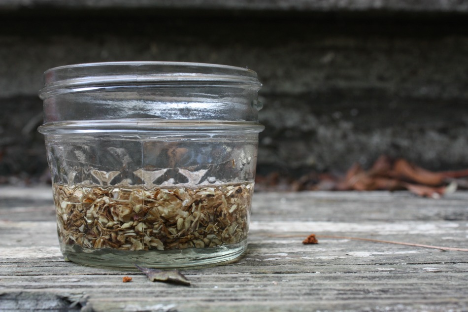 Why I'll Never Leave Home Without My Echinacea Root Tincture Again | Growing Up Herbal | Learn how to make a homemade echinacea root tinctures (and how I used it successfully with a strep throat infection).