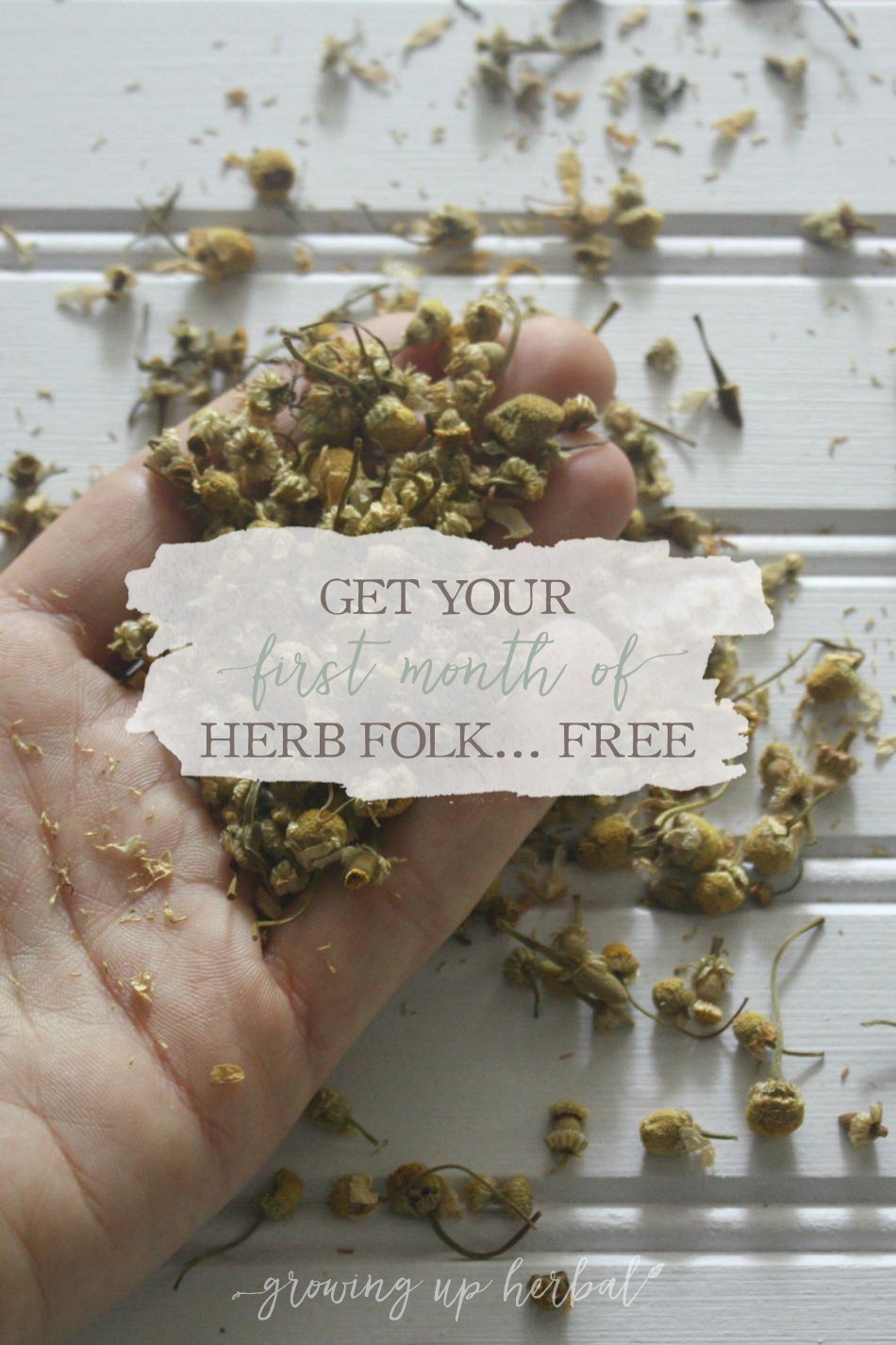 Get Your First Month of Herb Folk For FREE! | Growing Up Herbal | Herb Folk is an exclusive membership site dedicated to helping herbal-minded folks learn about and use herbs through the study and use of one herb a month. Get your first month FREE!