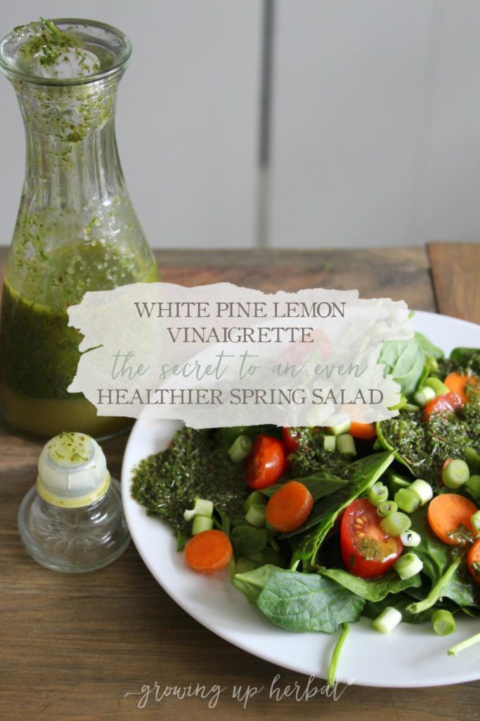White Pine Lemon Vinaigrette: The Secret To An Even Healthier Spring Salad | Growing Up Herbal | This vinaigrette is perfect for a side salad. It's slightly tart, pleasing to the tongue, and supports your digestive and immune health!