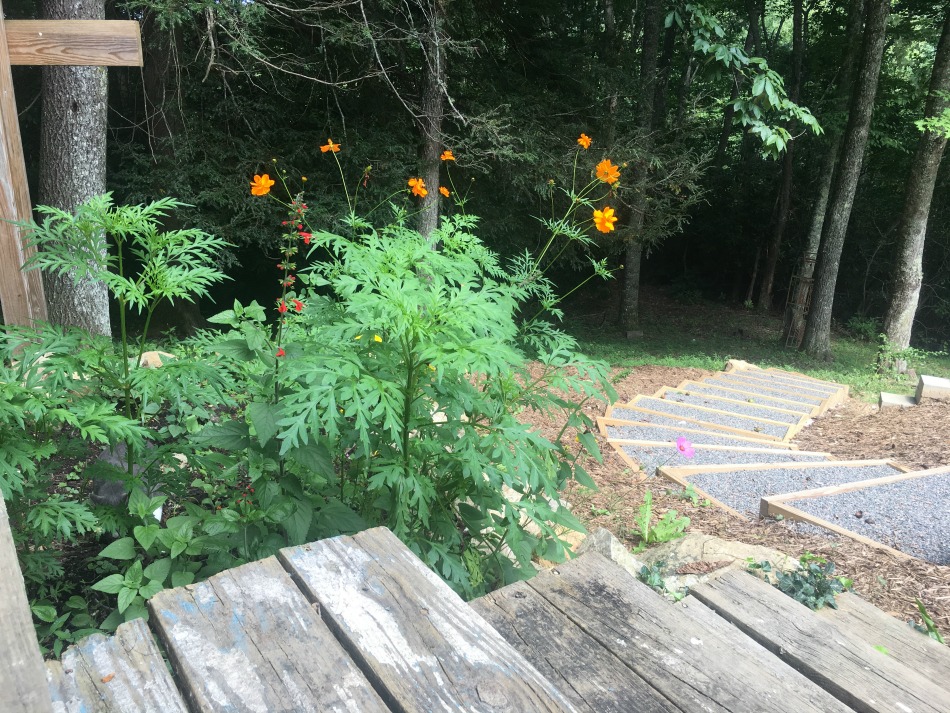 Things I Love: August 2017 | Growing Up Herbal | Maine vacations, wildflower gardens, period trackers, makeup brush cleaner, and classic books are some of the things I loved this past August!