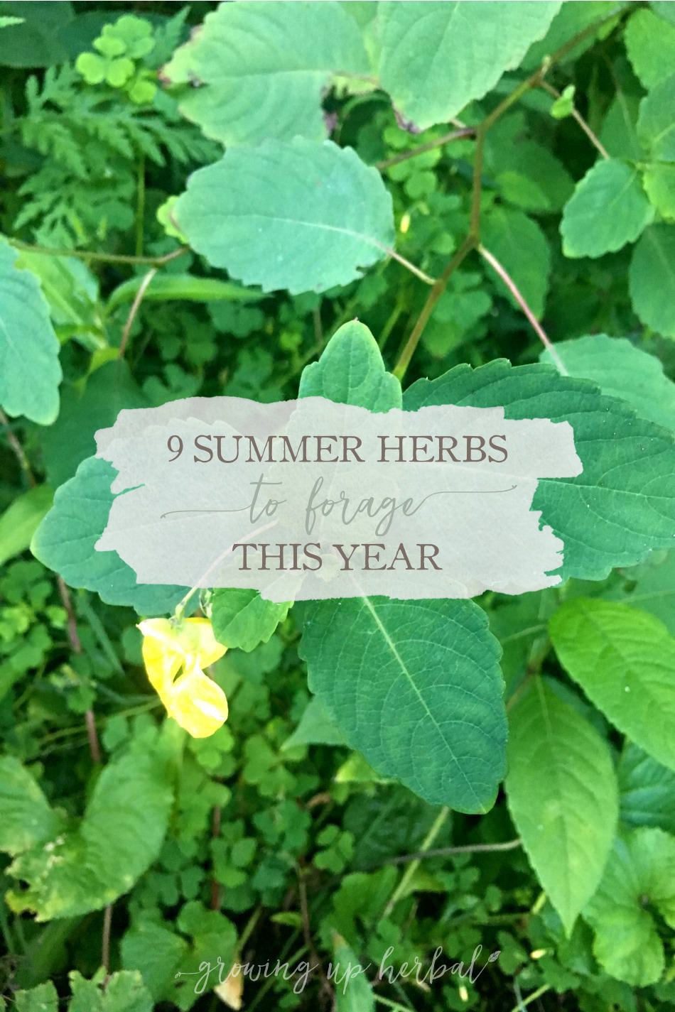 9 Summer Herbs To Forage This Year | Growing Up Herbal | Here are 9 summer herbs to forage right now. These herbs are abundant in the summer, and depending on where you live, they may be in your backyard, too!