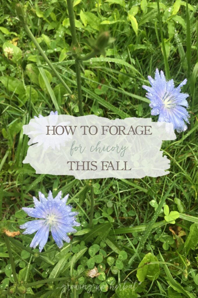 How To Forage For Chicory This Fall | Growing Up Herbal | Learn how to identify and forage for chicory this fall! Chicory can be a great coffee substitute and assists the body in detoxing and blood sugar balance.