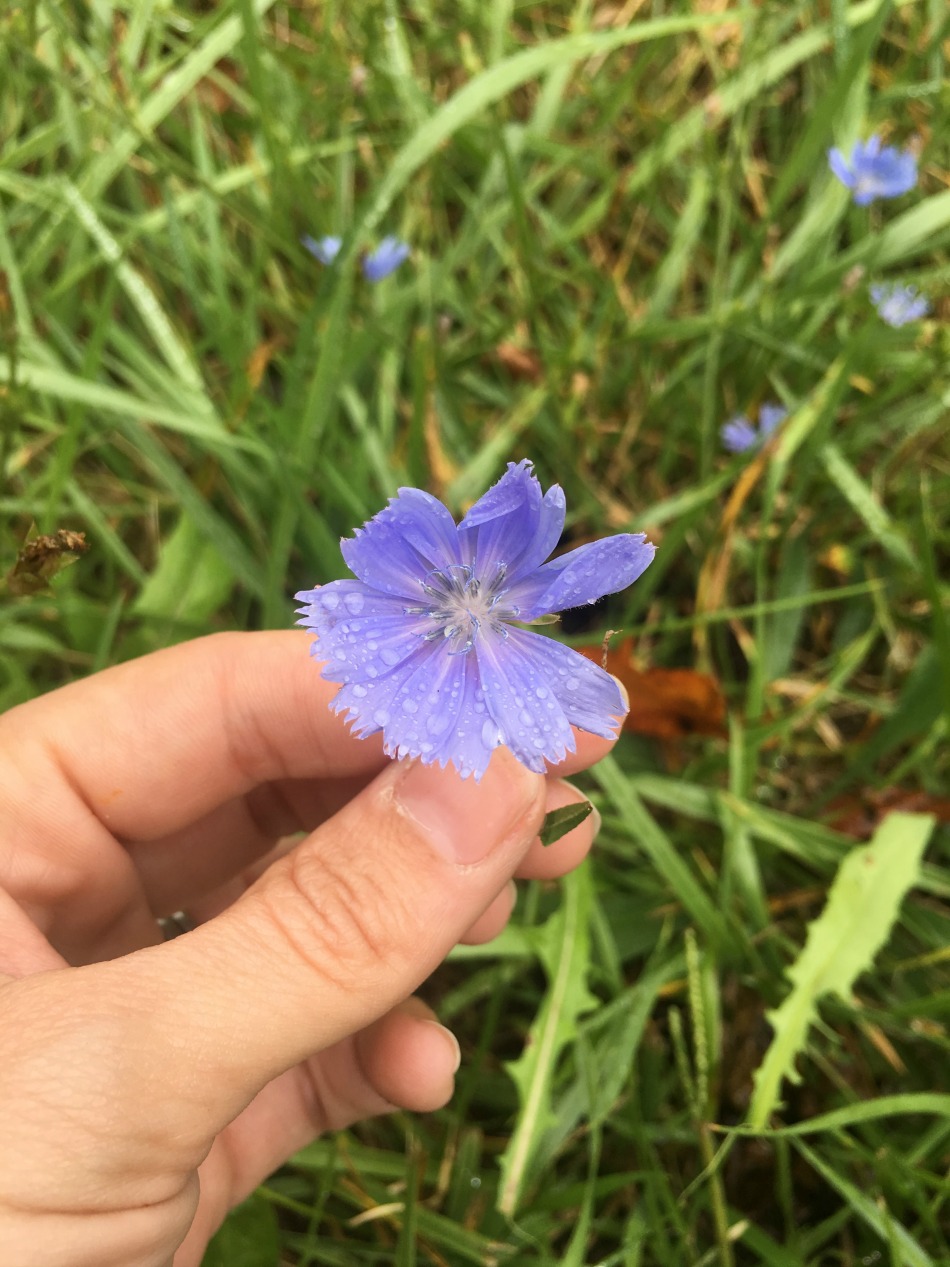 How To Forage For Chicory This Fall | Growing Up Herbal | Learn how to identify and forage for chicory this fall! Chicory can be a great coffee substitute and assists the body in detoxing and blood sugar balance.