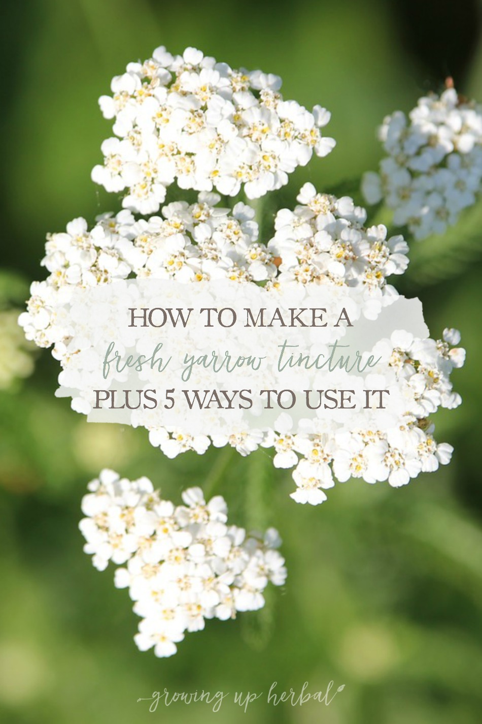 How To Make A Fresh Yarrow Tincture (Plus 5 Ways To Use It) | Growing Up Herbal | If you have yarrow growing nearby, here's how to make a fresh yarrow tincture that you can have on hand for future use. Also included are 5 ways to use it!