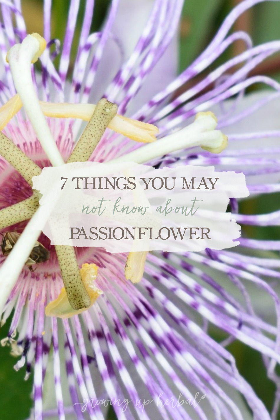 7 Things You May Not Know About Passionflower | Growing Up Herbal | Stuck in a rut with passionflower? Here are 7 little-known ways it has been used in the past. You may be surprised at how many ways this herb can be used!