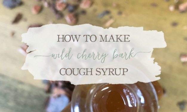 How to Make Wild Cherry Bark Cough Syrup | Growing Up Herbal | Soothe your child’s next cough with this effective herbal cough syrup featuring wild cherry bark!