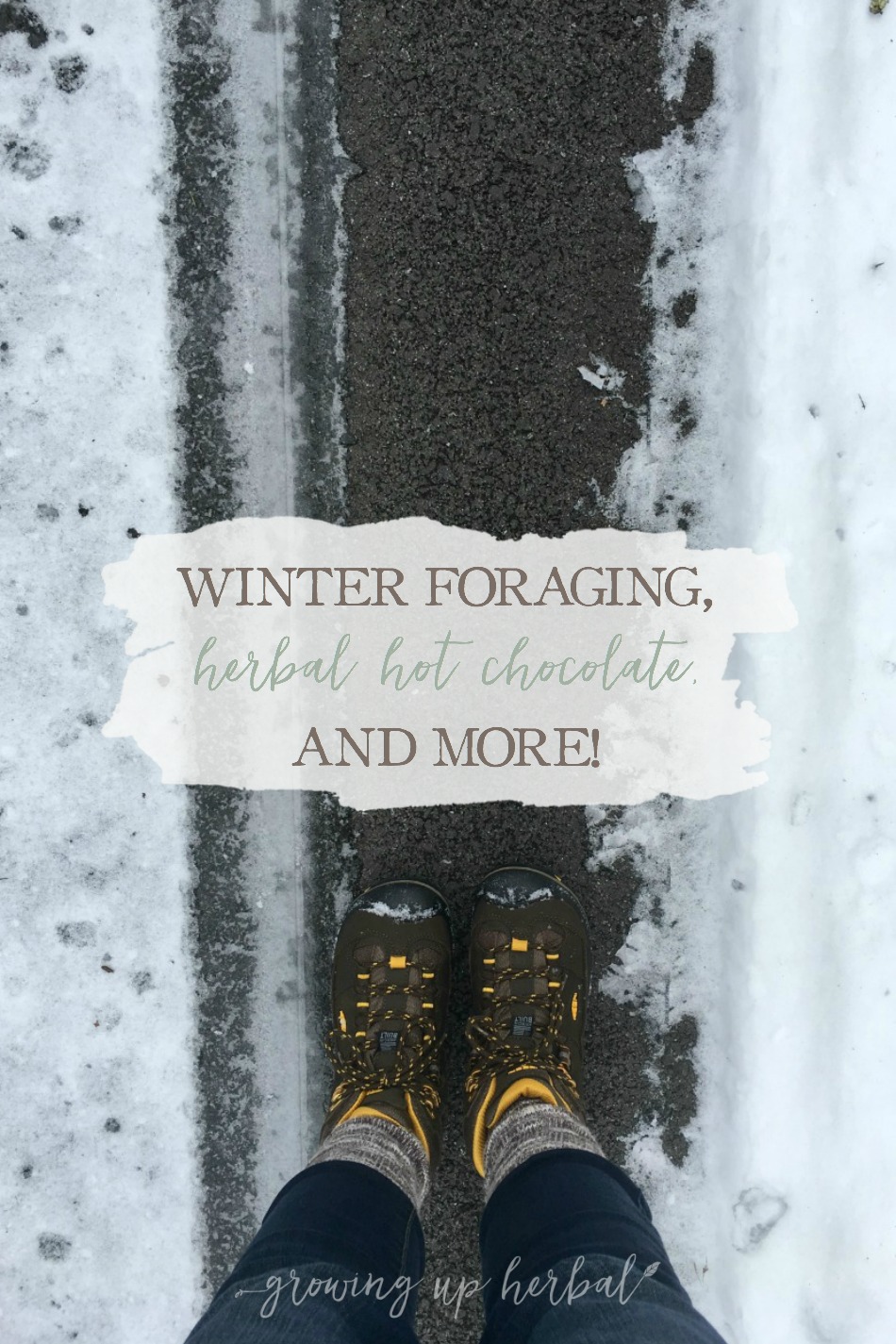 Winter Foraging, Herbal Hot Chocolate, and More! | Growing Up Herbal | Get a glimpse into one of my Letters to Natural Mamas emails. I’m talking foraging for herbs in winter and sharing an herbal hot chocolate recipe… and more!