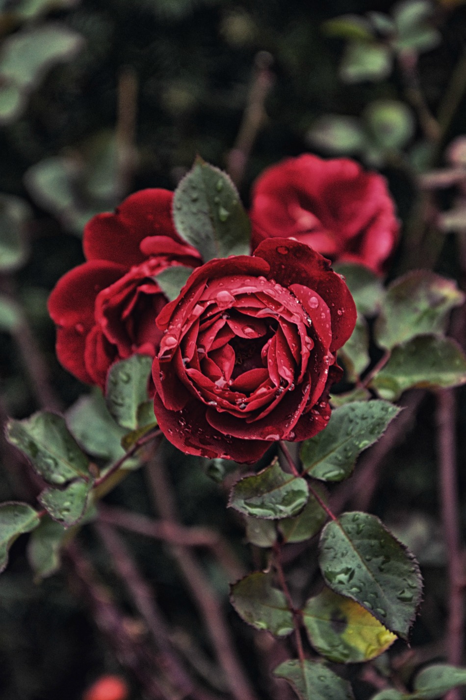 5 Interesting Things You Didn’t Know About Rose Petals | Growing Up Herbal | Do you know these 5 interesting things about rose petals? Plus, some ways to use them in herbal remedies as well!