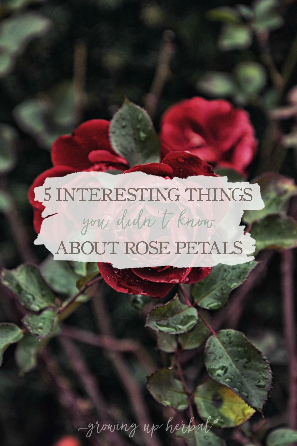 5 Interesting Things You Didn’t Know About Rose Petals | Growing Up Herbal | Do you know these 5 interesting things about rose petals? Plus, some ways to use them in herbal remedies as well!