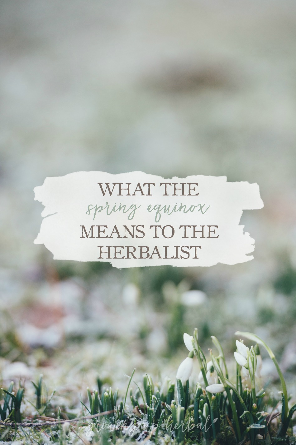 What The Spring Equinox Means To The Herbalist | Growing Up Herbal | Ever wondered how the changing of the seasons impacts you as an herbalist? Read more here to find out some interesting facts about the Spring Equinox as well as what it means to the herbalist.