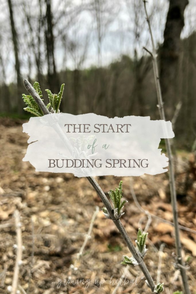 The Start Of A Budding Spring | Growing Up Herbal | Spring is here! I’m sharing some photos of plants blooming on the mountain and how living changes from season to season.