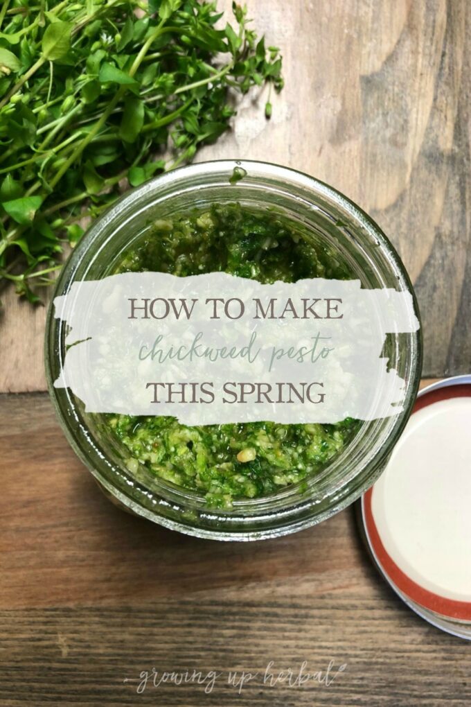 How To Make Chickweed Pesto This Spring | Growing Up Herbal | Chickweed is a spring herb that’s easy to identify, harvest, and use. Here’s a recipe for chickweed pesto that not only tastes great, but it’s healthy for you as well.