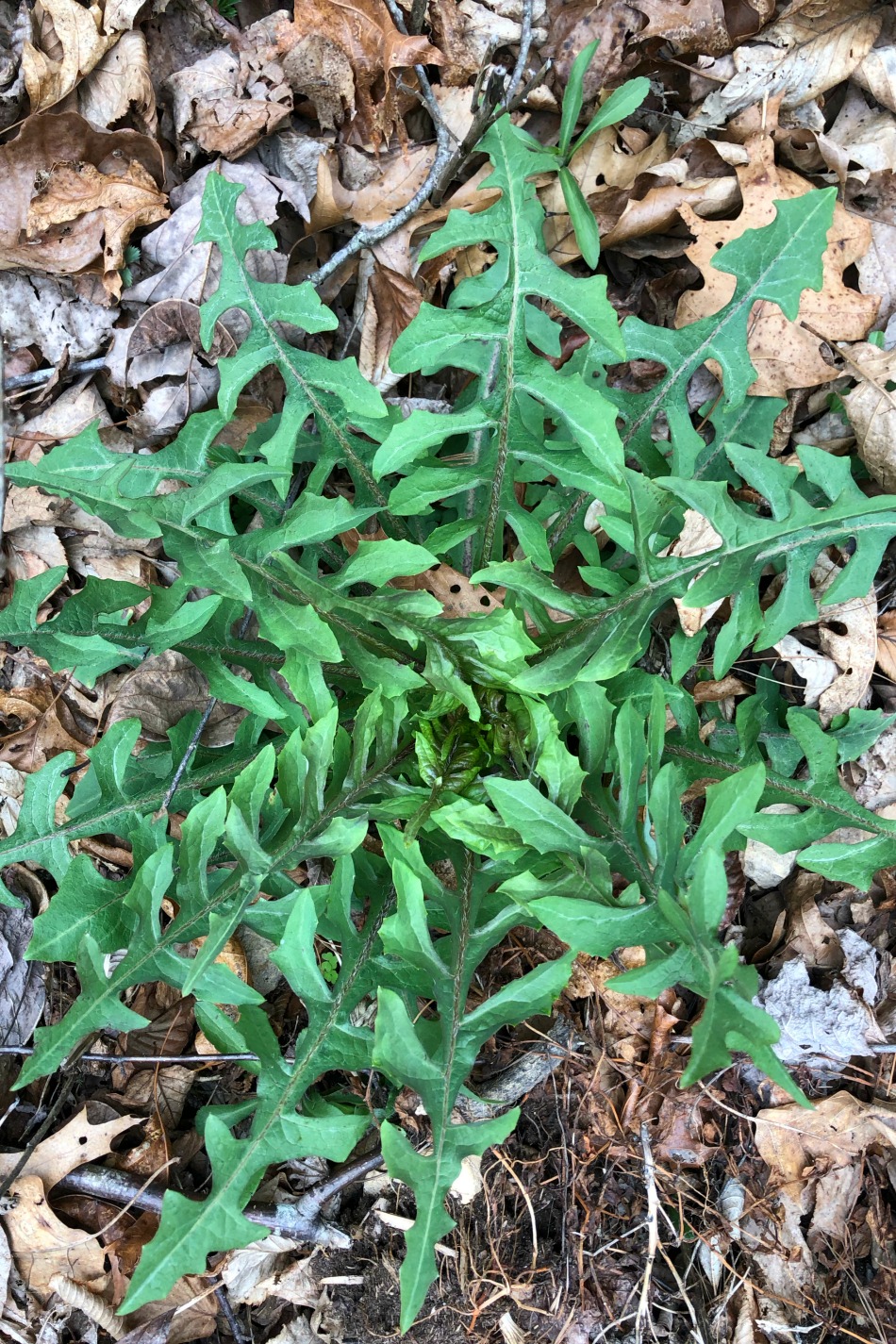 The Start Of A Budding Spring | Growing Up Herbal | Spring is here! I’m sharing some photos of plants blooming on the mountain and how living changes from season to season.