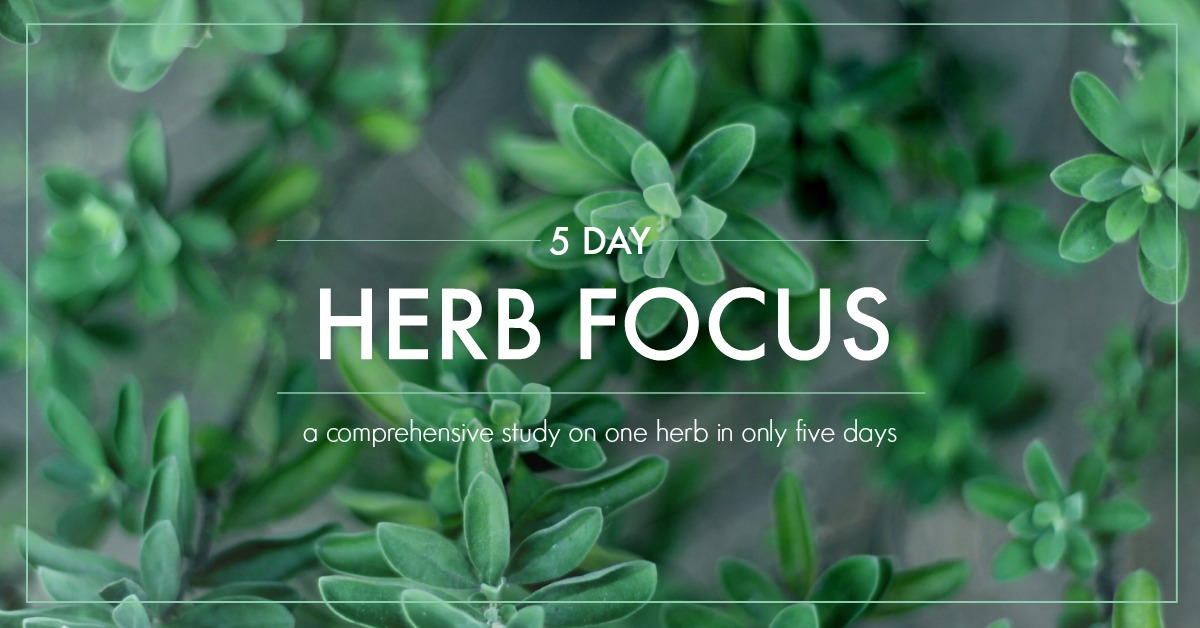 Why You Should Study One Herb At A Time (And What May Happen When You Don’t!) | Growing Up Herbal | Instead of relying on everyone else’s understanding of herbs, why not develop your own? Here’s how!