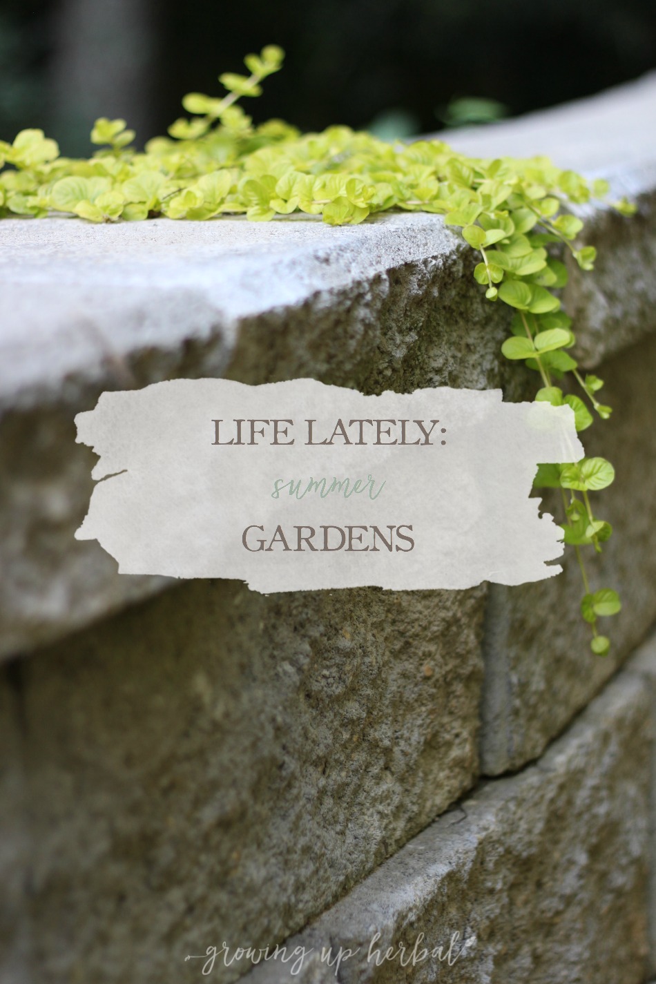 Life Lately: Summer Gardens | Growing Up Herbal | Take a tour of my brand new summer gardens and see how our landscaping project turned out this year.