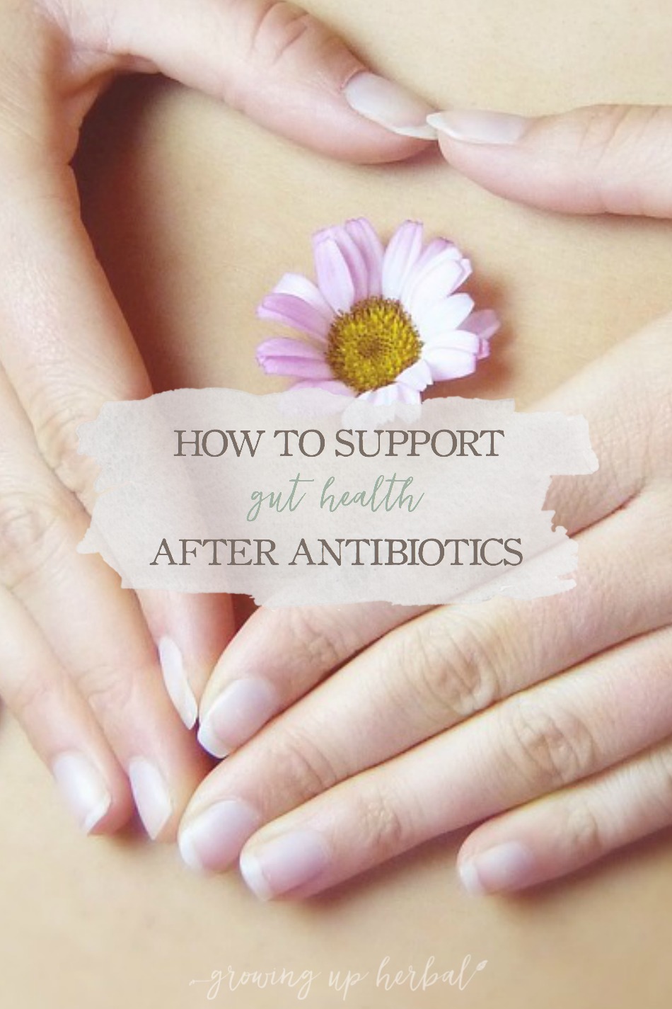 How To Support Gut Health After Antibiotics | Growing Up Herbal | If you’re wondering how to support gut health after needing a round or two of antibiotics, this post will explore some of the best options.