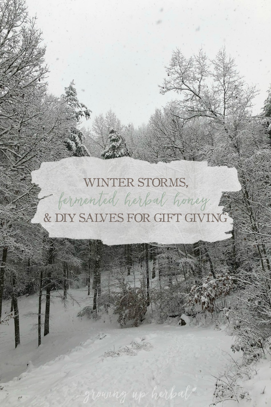 Winter Storms, Fermented Herbal Honey Recipe, and DIY Salves for Gift Giving | Growing Up Herbal | Come see what one of my bi-monthly “letters” is like and sign up to get yours free!