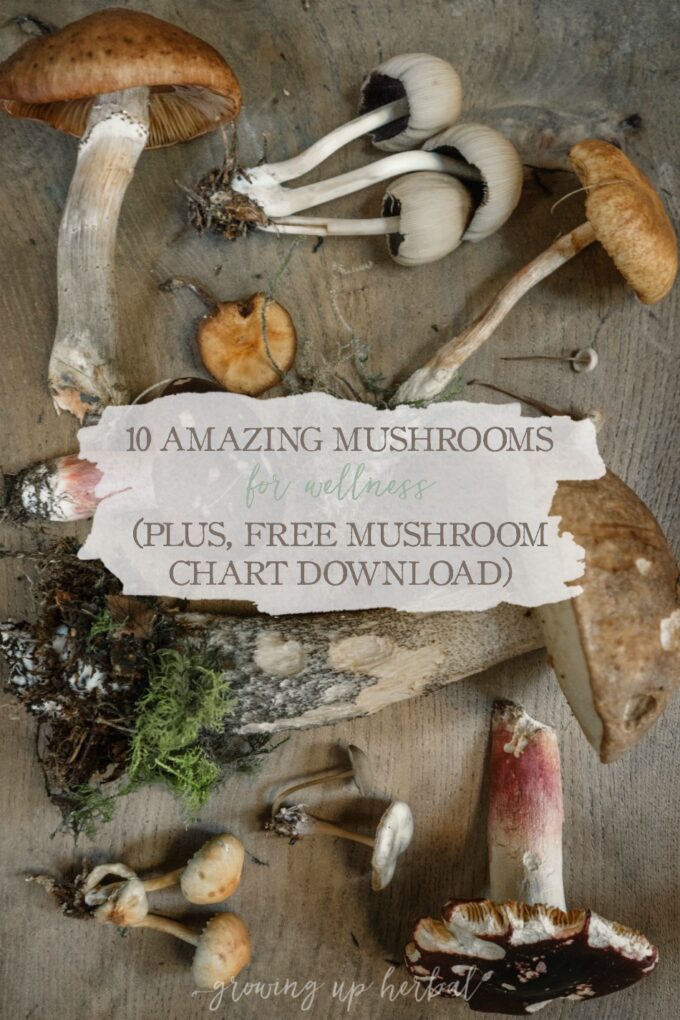 10 Amazing Mushrooms For Wellness (+ Free Mushroom Chart Download) | Growing Up Herbal | Learn about 10 mushrooms that are safe to use for wellness and get a free printable too!