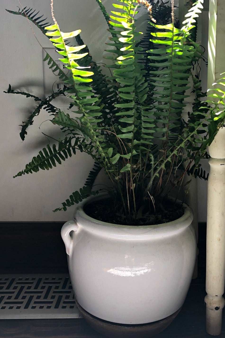 14 Air-Purifying Houseplants For Clean Air & A Beautiful Home | Growing Up Herbal | Here are 14 air-purifying houseplants that are great for indoors, easy to grow and care for (even for beginners), and make lovely additions to your home!