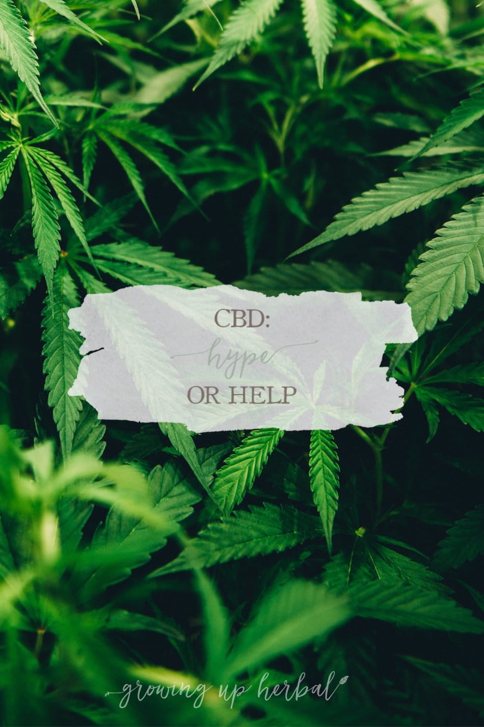 CBD: Hype or Help | Growing Up Herbal | I finally decided to dig into all the CBD hype that’s going around and to see what I thought about Cannabis myself. Here’s what I found out!