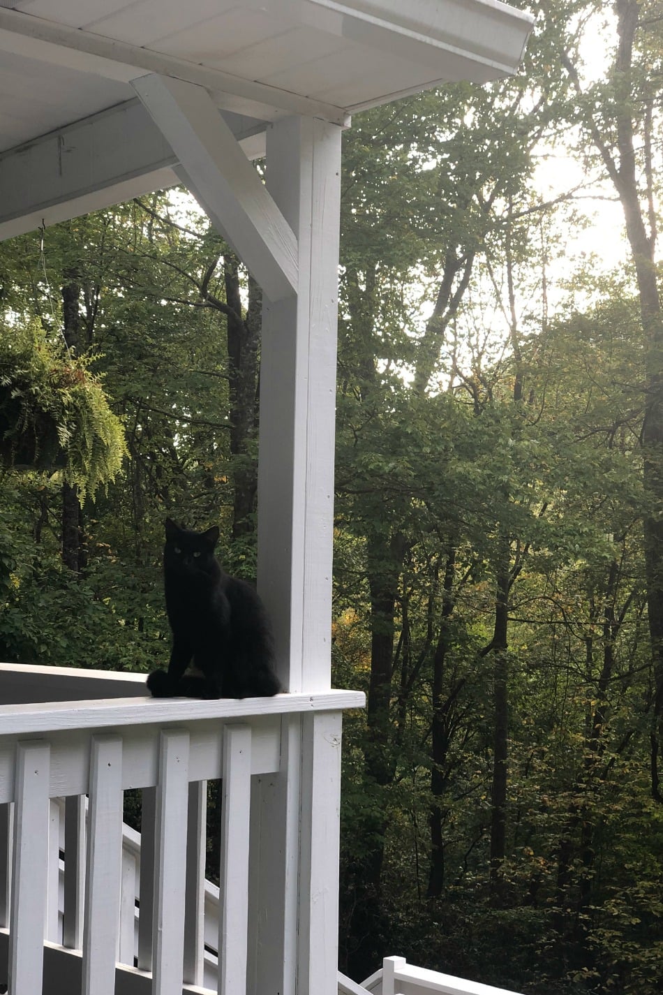 Black Cats and Superstitions | Growing Up Herbal | Meet our black cat, Oliver. According to superstition, black cats are thought to bring bad luck, but do they?