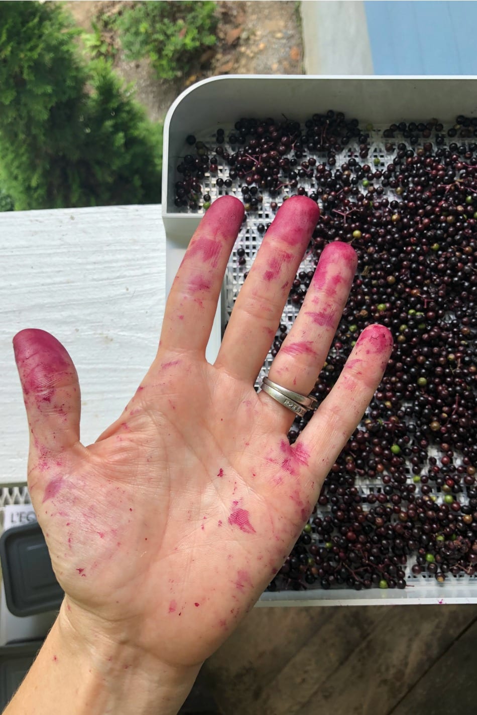 Harvesting & Preserving Elderberries | Growing Up Herbal | It's that time of the year! Elderberry harvesting season! I'm sharing a bit about harvesting and preserving elderberries for future use in this post.