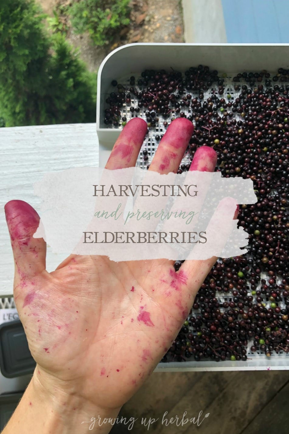 Harvesting & Preserving Elderberries | Growing Up Herbal | It's that time of the year! Elderberry harvesting season! I'm sharing a bit about harvesting and preserving elderberries for future use in this post.