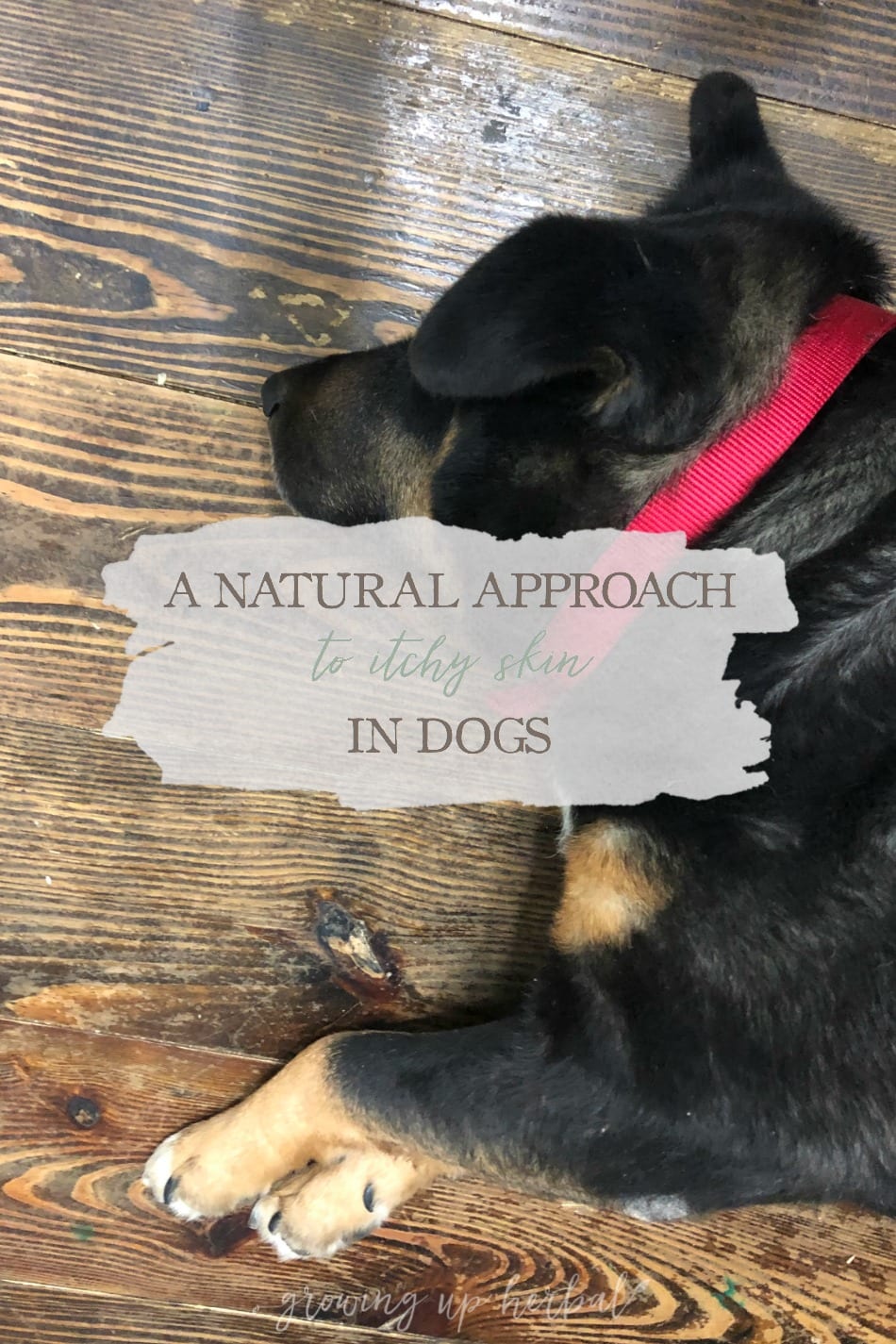 A Natural Approach to Itchy Skin in Dogs | Growing Up Herbal | Do you have a dog who suffers from itchy skin? Here's how to use herbs and essential oils for support and relief from itchy skin in dogs.